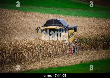 01.10.2024, Ried im Innkreis, AUT, unterwegs in Oberösterreich, Symbolbild, Themenbild, Verschiedene Themenbilder, Mais Ernte, Landwirtschaft, im Bild ein Mähdrescher bei der Ernte von Mais, Maisfeld, Mais, Ernte, Landwirtschaft, Maehdrescher, LKW, *** 01 10 2024, Ried im Innkreis, AUT, auf der Straße in Oberösterreich, Symbolbild, Themenbild, diverse Themenbilder, Maisernte, Landwirtschaft, im Bild ein Mähdrescher erntet Mais, Maisfeld, Mais, Ernte, Landwirtschaft, Maisdrescher, Lkw, Stockfoto