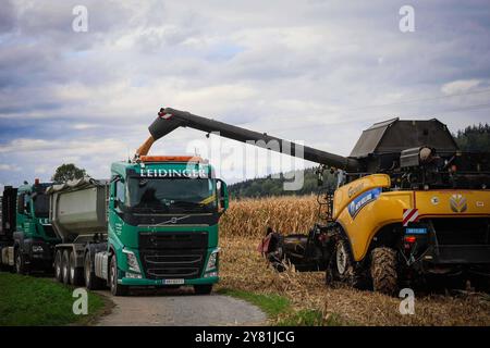 01.10.2024, Ried im Innkreis, AUT, unterwegs in Oberösterreich, Symbolbild, Themenbild, Verschiedene Themenbilder, Mais Ernte, Landwirtschaft, im Bild ein Mähdrescher bei der Ernte von Mais, Maisfeld, Mais, Ernte, Landwirtschaft, Maehdrescher, LKW, *** 01 10 2024, Ried im Innkreis, AUT, auf der Straße in Oberösterreich, Symbolbild, Themenbild, diverse Themenbilder, Maisernte, Landwirtschaft, im Bild ein Mähdrescher erntet Mais, Maisfeld, Mais, Ernte, Landwirtschaft, Maisdrescher, Lkw, Stockfoto