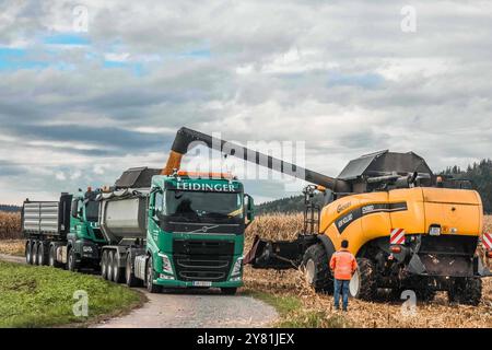 01.10.2024, Ried im Innkreis, AUT, unterwegs in Oberösterreich, Symbolbild, Themenbild, Verschiedene Themenbilder, Mais Ernte, Landwirtschaft, im Bild ein Mähdrescher bei der Ernte von Mais, Maisfeld, Mais, Ernte, Landwirtschaft, Maehdrescher, LKW, *** 01 10 2024, Ried im Innkreis, AUT, auf der Straße in Oberösterreich, Symbolbild, Themenbild, diverse Themenbilder, Maisernte, Landwirtschaft, im Bild ein Mähdrescher erntet Mais, Maisfeld, Mais, Ernte, Landwirtschaft, Maisdrescher, Lkw, Stockfoto