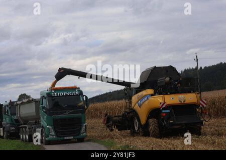 01.10.2024, Ried im Innkreis, AUT, unterwegs in Oberösterreich, Symbolbild, Themenbild, Verschiedene Themenbilder, Mais Ernte, Landwirtschaft, im Bild ein Mähdrescher bei der Ernte von Mais, Maisfeld, Mais, Ernte, Landwirtschaft, Maehdrescher, LKW, *** 01 10 2024, Ried im Innkreis, AUT, auf der Straße in Oberösterreich, Symbolbild, Themenbild, diverse Themenbilder, Maisernte, Landwirtschaft, im Bild ein Mähdrescher erntet Mais, Maisfeld, Mais, Ernte, Landwirtschaft, Maisdrescher, Lkw, Stockfoto