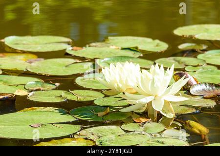 Weiße Seerosen blühen inmitten grüner Lilien in einem ruhigen Teich, umgeben von ruhigem Wasser, die Ruhe und Schönheit der Natur darstellen Stockfoto