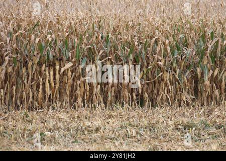 01.10.2024, Ried im Innkreis, AUT, unterwegs in Oberösterreich, Symbolbild, Themenbild, Verschiedene Themenbilder, Mais Ernte, Landwirtschaft, im Bild ein Mähdrescher bei der Ernte von Mais, Maisfeld, Mais, Ernte, Landwirtschaft, Maehdrescher, LKW, *** 01 10 2024, Ried im Innkreis, AUT, auf der Straße in Oberösterreich, Symbolbild, Themenbild, diverse Themenbilder, Maisernte, Landwirtschaft, im Bild ein Mähdrescher erntet Mais, Maisfeld, Mais, Ernte, Landwirtschaft, Maisdrescher, Lkw, Stockfoto