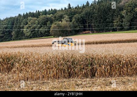 01.10.2024, Ried im Innkreis, AUT, unterwegs in Oberösterreich, Symbolbild, Themenbild, Verschiedene Themenbilder, Mais Ernte, Landwirtschaft, im Bild ein Mähdrescher bei der Ernte von Mais, Maisfeld, Mais, Ernte, Landwirtschaft, Maehdrescher, LKW, *** 01 10 2024, Ried im Innkreis, AUT, auf der Straße in Oberösterreich, Symbolbild, Themenbild, diverse Themenbilder, Maisernte, Landwirtschaft, im Bild ein Mähdrescher erntet Mais, Maisfeld, Mais, Ernte, Landwirtschaft, Maisdrescher, Lkw, Stockfoto