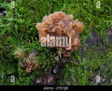 Blatthirnpilz - Tremella Foliacea Stockfoto