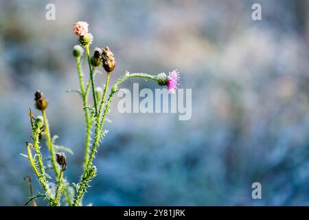 Thistle Blume bedeckt mit Frost wächst im Freien im Winter seitlich, konzeptionelles Wetter und wechselnde Jahreszeiten. Frostbedeckte Disteln in einem Winterfie Stockfoto