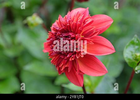 Korallenrosa und orange Anemone Dahlia „Adam’s Choice“ in Blüte. Stockfoto