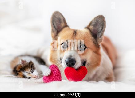 Niedlicher Hund und Kätzchen, der am Valentinstag neben den Herzen liegt Stockfoto
