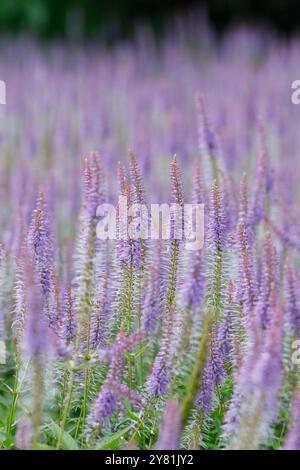 Veronicastrum virginicum "Faszination" Blüten. Stockfoto