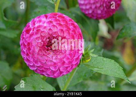 Violette und weiße Pompon-Dahlien „Downham Peggy“ in Blüte. Stockfoto