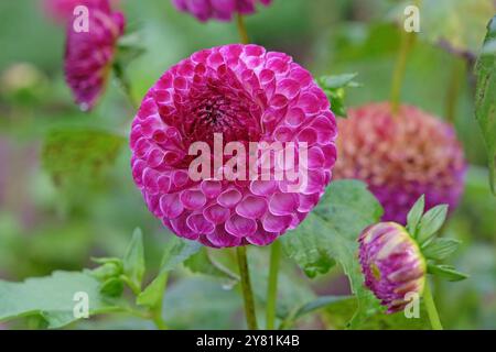 Violette und weiße Pompon-Dahlien „Downham Peggy“ in Blüte. Stockfoto