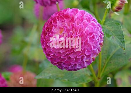 Violette und weiße Pompon-Dahlien „Downham Peggy“ in Blüte. Stockfoto