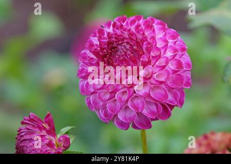 Violette und weiße Pompon-Dahlien „Downham Peggy“ in Blüte. Stockfoto