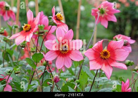 Rote und rosafarbene Dahlia „Lou Farman“ in Blüte. Stockfoto