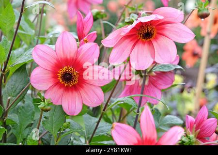 Rote und rosafarbene Dahlia „Lou Farman“ in Blüte. Stockfoto