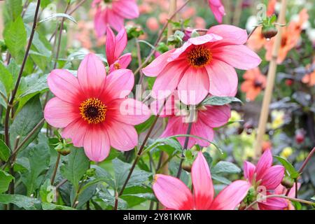 Rote und rosafarbene Dahlia „Lou Farman“ in Blüte. Stockfoto