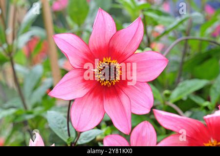 Rote und rosafarbene Dahlia „Lou Farman“ in Blüte. Stockfoto