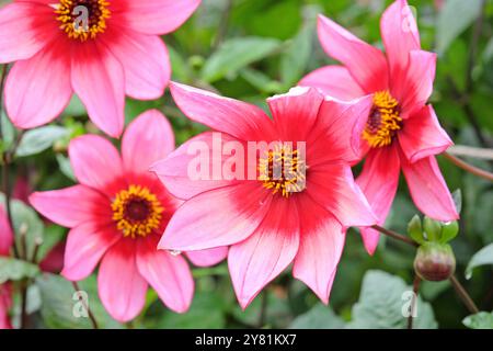 Rote und rosafarbene Dahlia „Lou Farman“ in Blüte. Stockfoto