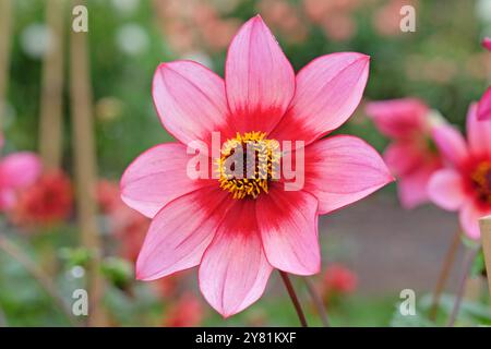 Rote und rosafarbene Dahlia „Lou Farman“ in Blüte. Stockfoto