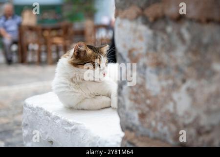 Teil der ungezähmten Katzengemeinschaft, die sich im Sonnenschein auf der idyllischen griechischen Insel Hydra entspannt. Glückliche gesunde Katzen leben frei auf den engen Gassen Stockfoto