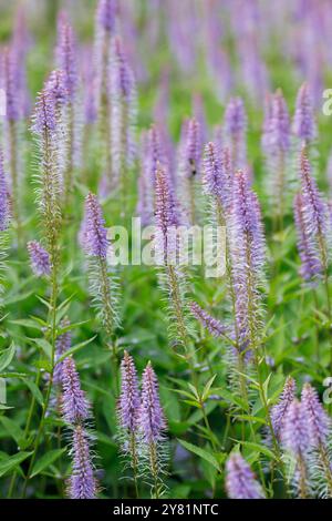 Veronicastrum virginicum "Faszination" Blüten. Stockfoto