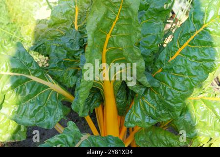 Rübenanbau im Hüttengarten. Blatt von mangold in der Landwirtschaft. Ernte. Anbau von Roter Bete auf Ackerland. Stockfoto