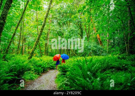 Zwei Wanderer mit hellem Rucksack gehen auf einem Pfad, der von üppigen grünen Farnen und Bäumen umgeben ist, in einem dichten Wald. Stockfoto