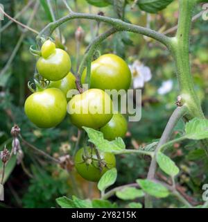 Grüne unreife Tomaten, die draußen auf Tomatenpflanzen wachsen und im Herbstgarten Reifen wollen Oktober 2024 Wales Großbritannien KATHY DEWITT Stockfoto