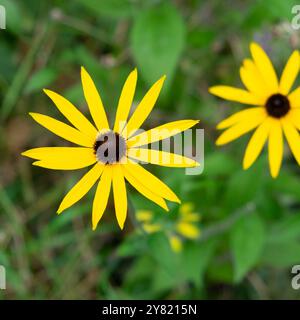 Gelbe Rudbeckias ausdauernde Blüten blühen im Herbst Oktober Garten Nahansicht 2024 wächst in Carmarthenshire Wales Großbritannien KATHY DEWITT Stockfoto