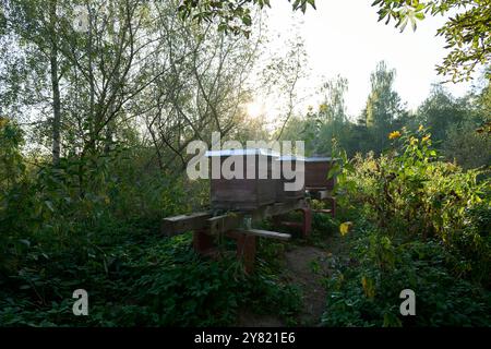 Bienenstöcke auf Holzständern in einem üppigen Garten bei Sonnenaufgang mit Bäumen und Sonnenlicht, das durch das Laub filtert. Stockfoto