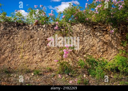 Mörtelwand, Erde und Steine, Llucmajor, Mallorca, Balearen, Spanien Stockfoto