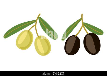 Set aus zwei Olivenzweigen. Grüne und schwarze Oliven. Mediterrane Naturpflanze mit Blättern und Früchten. Vektorillustration isoliert auf weißem Hintergrund. Stock Vektor