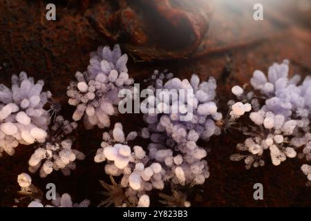 Nahaufnahme von Pilzen oder Pilzen im tropischen Regenwald für Natur Hintergrund. Stockfoto