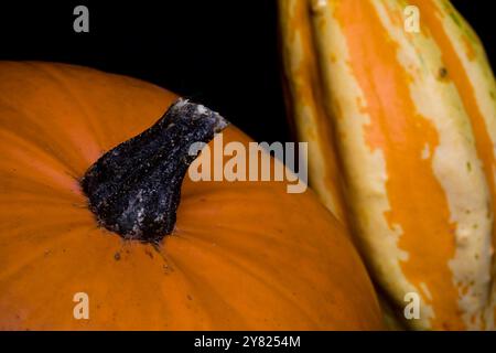 Zwei orangefarbene Kürbisse auf schwarzem Hintergrund, halloween-Saison, Thanksgiving, herbstliche Tapete Stockfoto