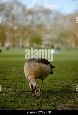 Ägyptische Gans ((Alopochen aegyptiaca) im Gras mit verschwommenem Hintergrund Stockfoto