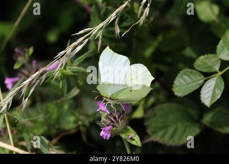 Schwefel Schmetterling Weibchen mit offenen Flügeln - Gonepteryx rhamni Stockfoto