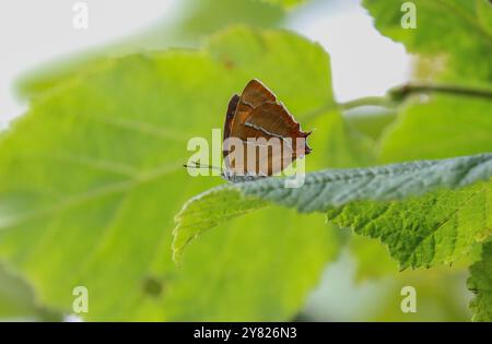 Brauner Hairstreak Schmetterling Weibchen - Thecla betulae Stockfoto