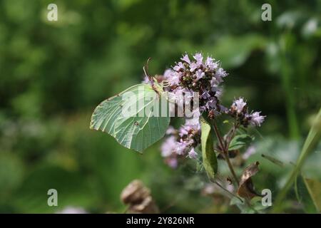 Schwefel Schmetterling Weibchen - Gonepteryx rhamni Stockfoto