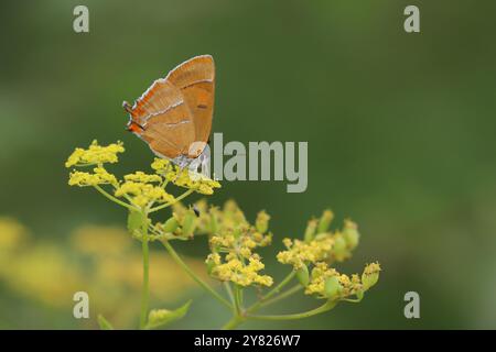 Brauner Hairstreak Schmetterling - Thecla betulae Stockfoto