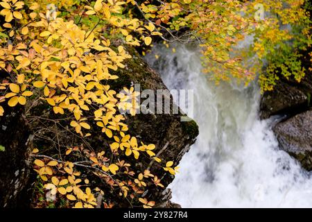 Grünen Korridor des Flusses Veral, westlichen Täler, Pyrenäen, Provinz Huesca, Aragón, Spanien, Europa Stockfoto