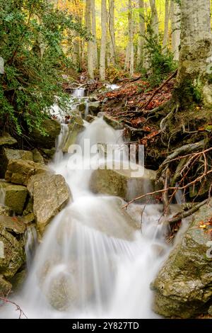 Bach im Wald von Gabardito, Hecho Tal, westlichen Täler, Pyrenäen, Provinz Huesca, Aragón, Spanien Stockfoto