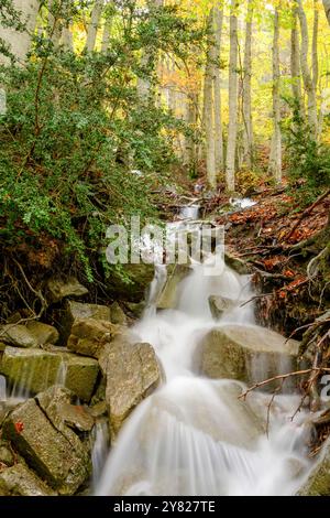 Bach im Wald von Gabardito, Hecho Tal, westlichen Täler, Pyrenäen, Provinz Huesca, Aragón, Spanien Stockfoto