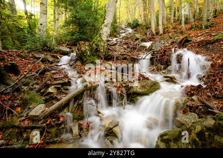 Bach im Wald von Gabardito, Hecho Tal, westlichen Täler, Pyrenäen, Provinz Huesca, Aragón, Spanien Stockfoto