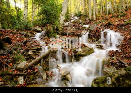 Bach im Wald von Gabardito, Hecho Tal, westlichen Täler, Pyrenäen, Provinz Huesca, Aragón, Spanien Stockfoto