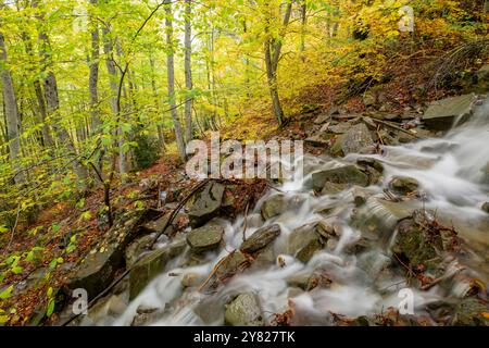 Bach im Wald von Gabardito, Hecho Tal, westlichen Täler, Pyrenäen, Provinz Huesca, Aragón, Spanien Stockfoto