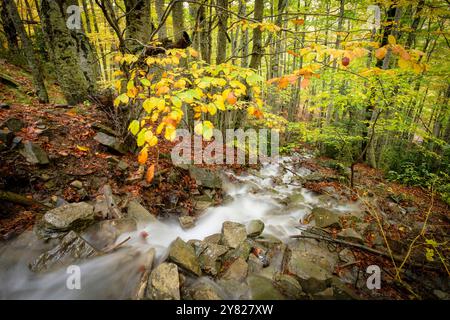 Bach im Wald von Gabardito, Hecho Tal, westlichen Täler, Pyrenäen, Provinz Huesca, Aragón, Spanien Stockfoto