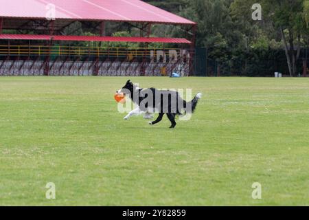 Ganz nah an einem jungen Border Collie Hund, der mit einem Frisby in einem Park an sonnigen Tagen spielt Stockfoto