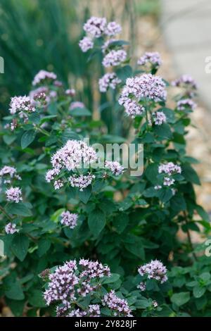 Thymus vulgaris. Thymianblüten. Stockfoto