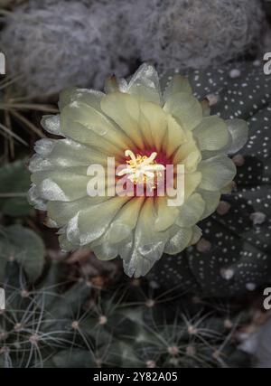 Blick von oben auf die gelbe Blume von Astrophytum asterias (Kabuto-Kakteen) in der Mitte von Ferocactus echidne, Mammillaria longimamma und Mammillaria plumosa Stockfoto