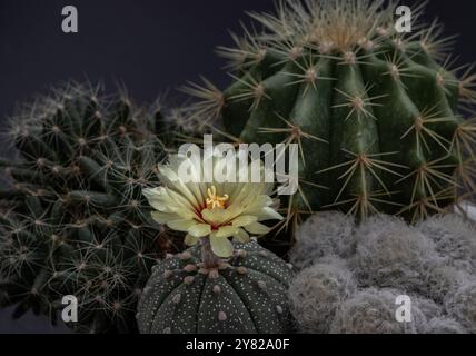 Gelbe Blume von Astrophytum asterias (Kabuto cactus) mit Ferocactus echidne, Mammillaria longimamma und Mammillaria plumosa auf dunklem Hintergrund. Viele Stockfoto