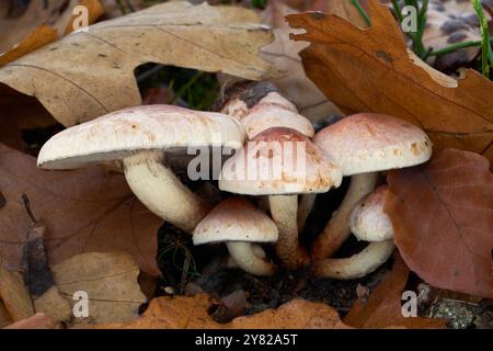 Ungenießbarer Pilz Hypholoma lateritium am Eichenstumpf. Bekannt als Brick Cap oder Brick Tops. Ein Haufen wilder Pilze im Eichenwald. Stockfoto